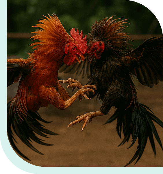 bj66bet-cockfighting-img-1