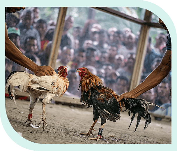 bj66bet-cockfighting-img-2